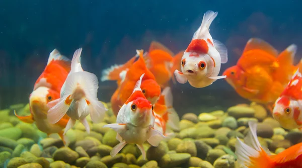 Peixe-dourado em aquário com plantas verdes — Fotografia de Stock