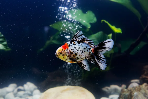 Goldfish in aquarium with green plants, snag and stones — Stock Photo, Image