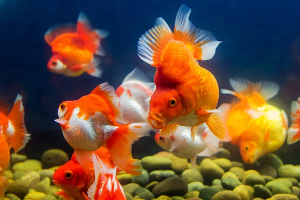 Poisson rouge en aquarium avec des plantes vertes — Photo