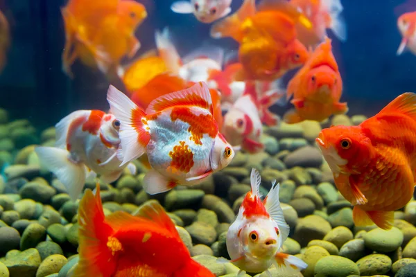 Pesci rossi in acquario con piante verdi, intoppi e sassi — Foto Stock