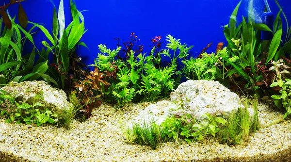 Aquascaping of the beautiful planted tropical freshwater aquariu — Stock Photo, Image