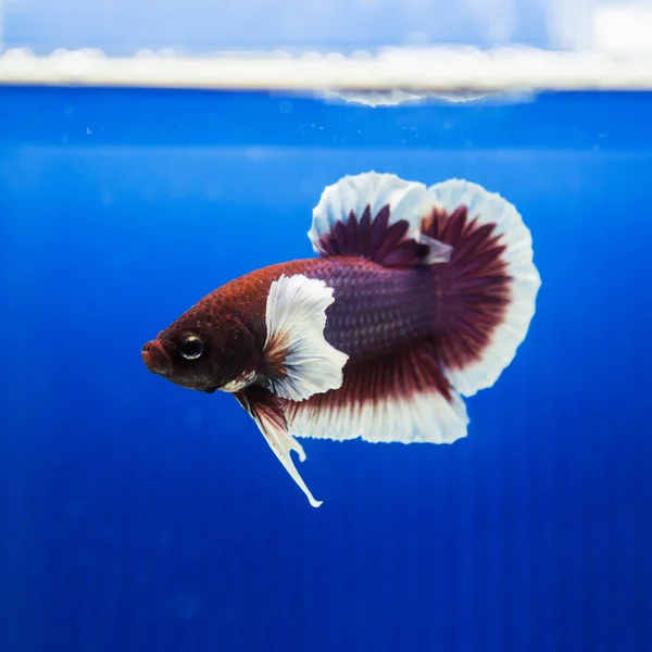 Peixe de combate siamês, betta isolado no fundo azul — Fotografia de Stock