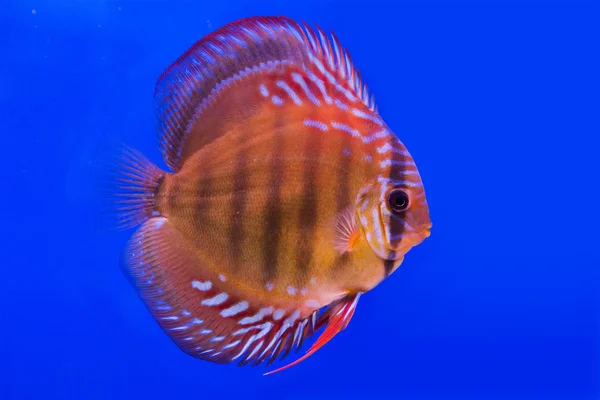 Pompadour (Diskus-) Fische — Stockfoto