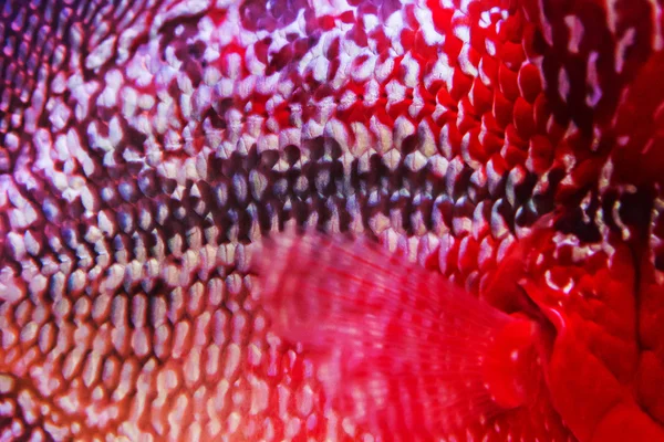 Peixe de aquário, peixe de chifre de flor em peixes de superfície — Fotografia de Stock