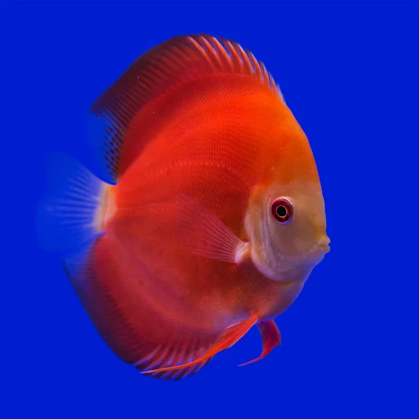 Pompadour (Discus) fish — Stock Photo, Image