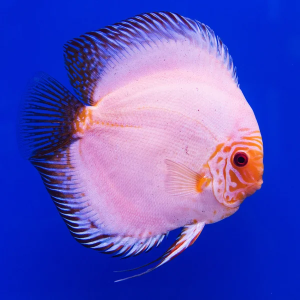 Риба Помпадур (Discus) — стокове фото
