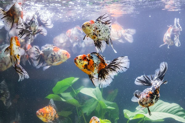 Peixe-dourado em aquário com plantas verdes, moluscos e pedras — Fotografia de Stock