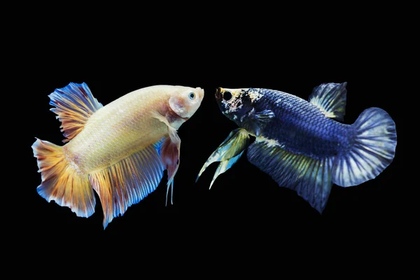 Betta fish, pesce siamese da combattimento isolato su fondo nero — Foto Stock