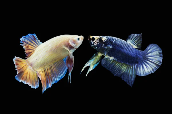 Betta peixes, peixes siameses combates isolados sobre fundo preto — Fotografia de Stock