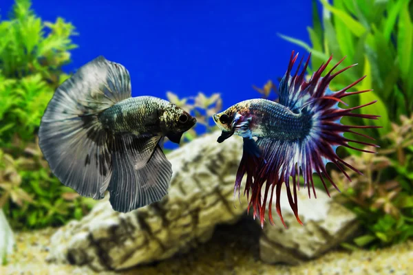 Betta peixe, peixes siameses lutando com plantas verdes — Fotografia de Stock