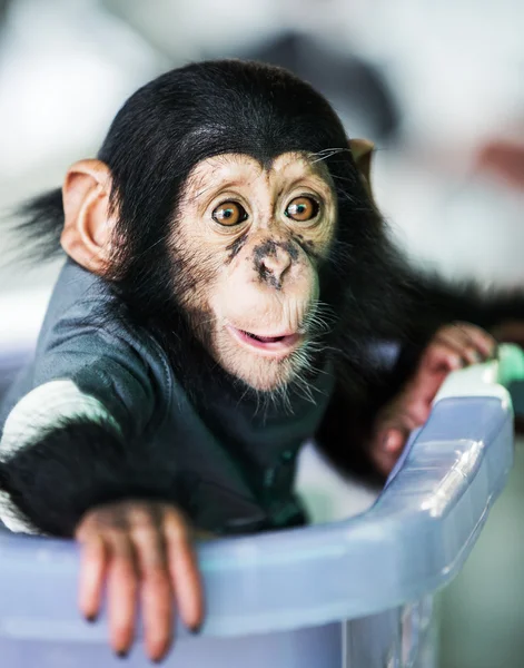 Chimpancé bebé —  Fotos de Stock