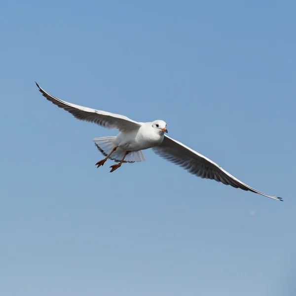 Gaviotas voladoras en acción en Bangpoo Tailandia —  Fotos de Stock