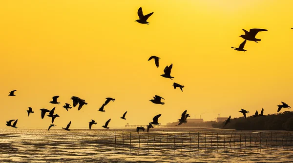 Scène tranquille avec mouette volant au coucher du soleil — Photo