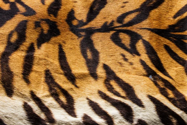 Tekstura prawdziwej skóry tygrysa (futro ) — Zdjęcie stockowe