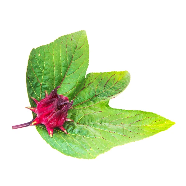 Hibiscus sabdariffa o frutos rosados aislados sobre fondo blanco —  Fotos de Stock