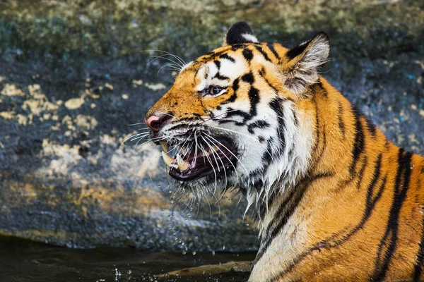 Tigre de Sumatra rugiendo —  Fotos de Stock