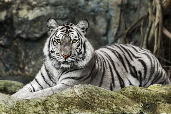 Oog in oog met witte Bengaalse tijger — Stockfoto