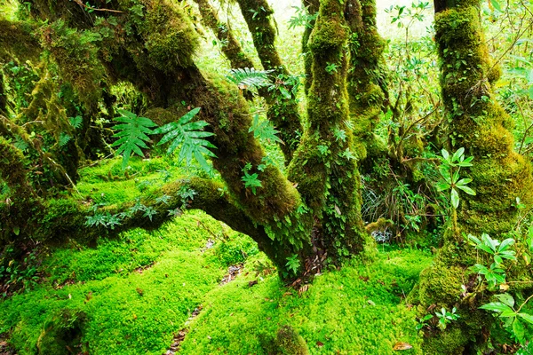 La integridad del bosque. Parque Nacional Doi Inthanon. Chiang. — Foto de Stock