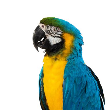 Blue Macaw on white background clipart
