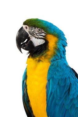 Blue Macaw on white background clipart