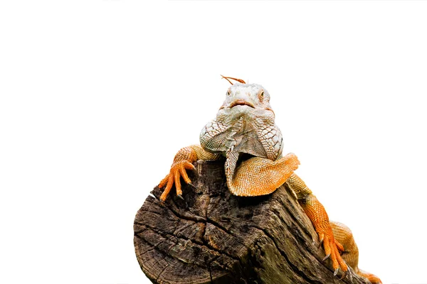 Retrato de iguana em branco isolado — Fotografia de Stock