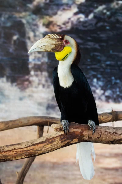 Halilo hornbill (aceros undulatus), bali - Indonésie — Stock fotografie
