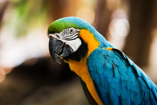 Modrá a žlutá papoušek Ara ararauna sedí na log — Stock fotografie