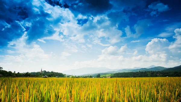 Mooie rijstvelden, Thailand — Stockfoto