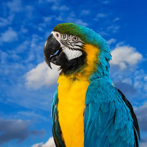 Modrá a žlutá macaw sedí na log — Stock fotografie