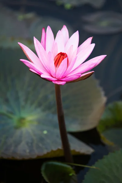 Lotus flower and Lotus flower plants Stock Image