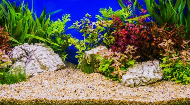 Güzel yerleştirilmiş tropikal tatlı su aquariu Aquascaping