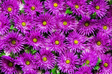 Arka plan bitki örtüsü ve tebrik için çiçek.