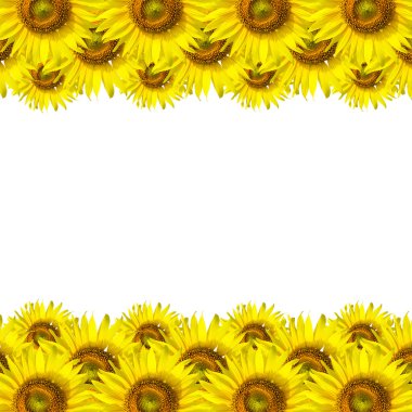 Sunu Sunflo wer arka plan için ayçiçeği arka plan