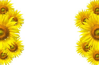 Sunu Sunflo wer arka plan için ayçiçeği arka plan