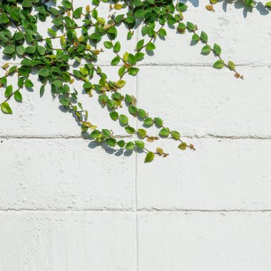 Ivy adanın bir tuğla duvar beyaz arka plan üzerinde bırakır..