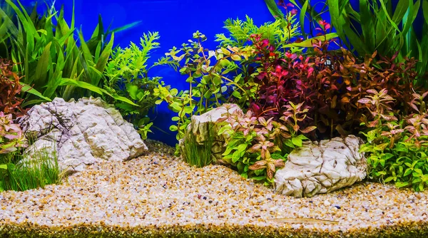 Акваскаризація красивих посаджених тропічних прісноводних акваріумів — стокове фото