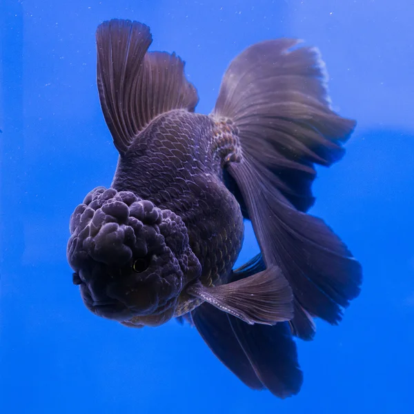 Peixe-dourado em aquário com plantas verdes — Fotografia de Stock
