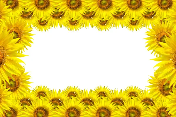 Sfondo girasole per la presentazione Sfondo girasole — Foto Stock