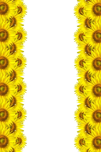 Fondo de girasol para la presentación Sunflo wer Fondo — Foto de Stock