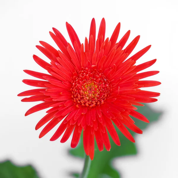 Květina červená gerbera — Stock fotografie