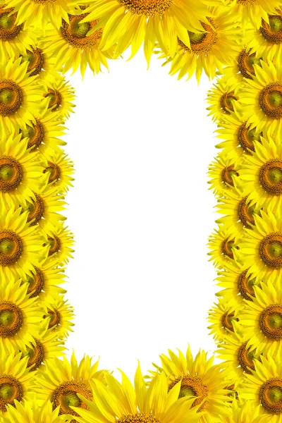 Fondo de girasol para la presentación Sunflo wer Fondo —  Fotos de Stock