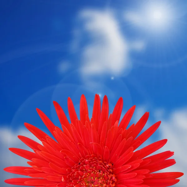 Röd gerbera blomma — Stockfoto