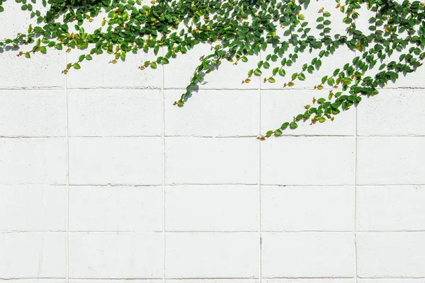 Ivy deja la isla sobre una pared de ladrillo fondo blanco . — Foto de Stock