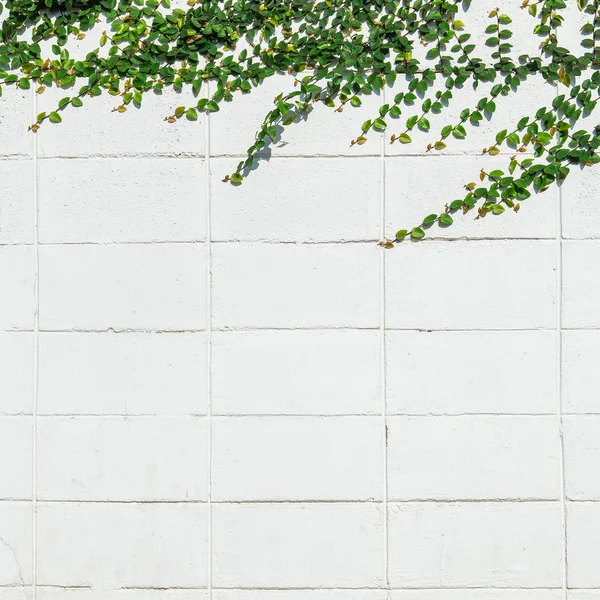 Ivy deja la isla sobre una pared de ladrillo fondo blanco . — Foto de Stock