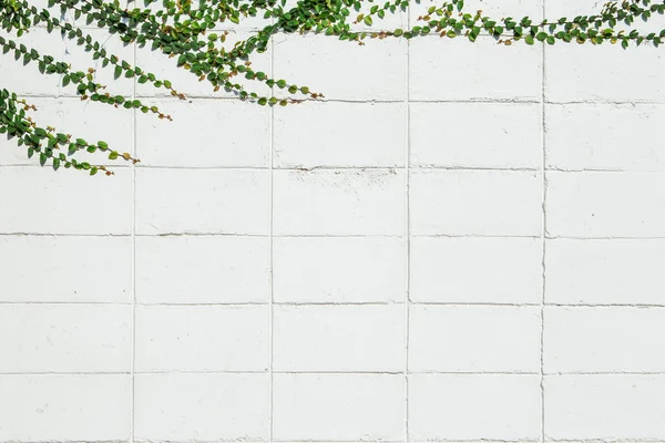 Ivy deja la isla sobre una pared de ladrillo fondo blanco . — Foto de Stock