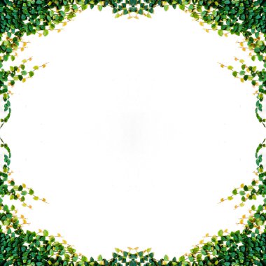 sarmaşık yaprakları beyaz arkaplanda izole edilmiş