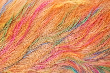 Köpek altın saç boyama güzeldir.