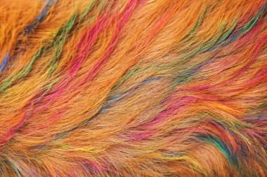 Köpek altın saç boyama güzeldir.