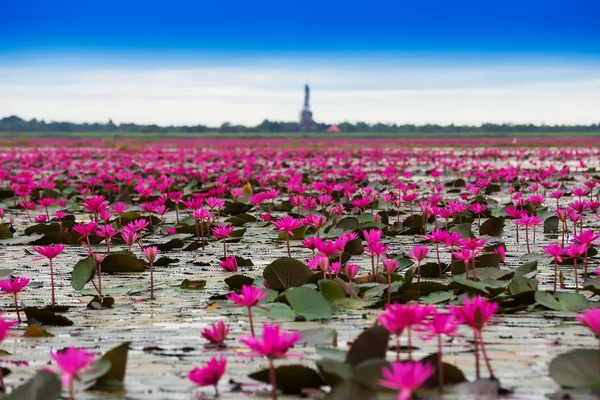 Mar de lótus vermelho, Pântano Mar de lótus vermelho Tailândia — Fotografia de Stock