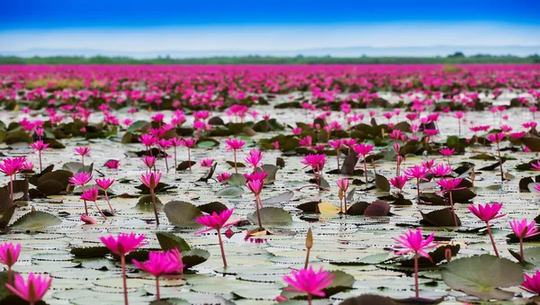海的红莲花，红莲花泰国沼泽红海莲花 — 图库照片